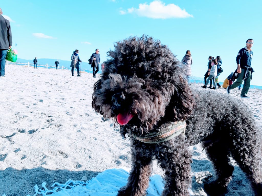 pet traveler