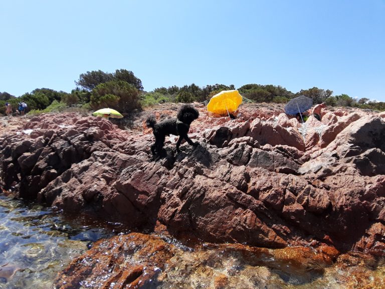 Pet Travel: in vacanza con Eddie